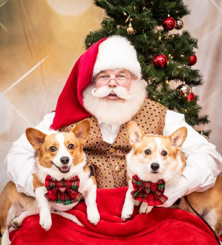 Santa holding two corgis wearing plaid bow ties in front of a decorated tree